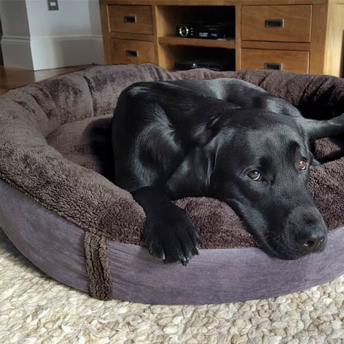 Wraparound Donut Dog Bed