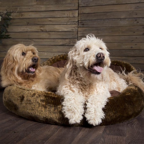 Scruffs Grizzly Bear & Cub Dog Bed