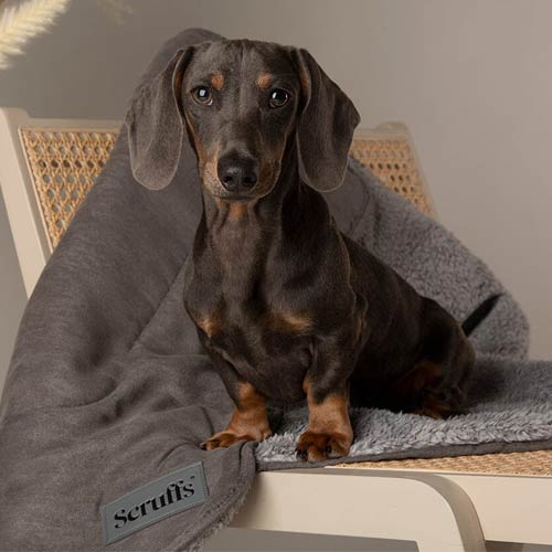 Scruffs Cosy Dog Blanket