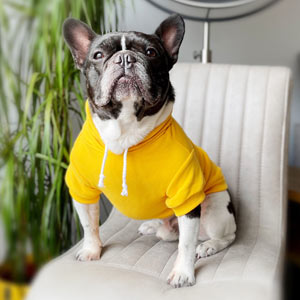 Classic Plain Dog Hoodie