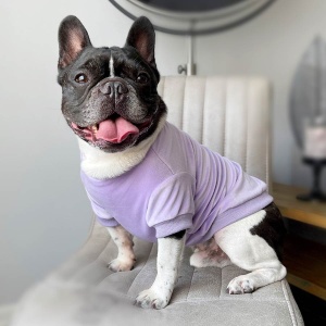 Velour Dog Sweatshirt