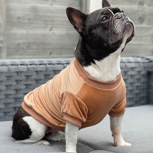 Velour Dog Sweatshirt