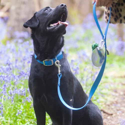 Biothane Waterproof Dog Collar - Blue