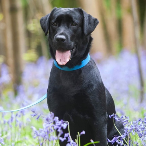 Biothane Waterproof Dog Collar - Blue