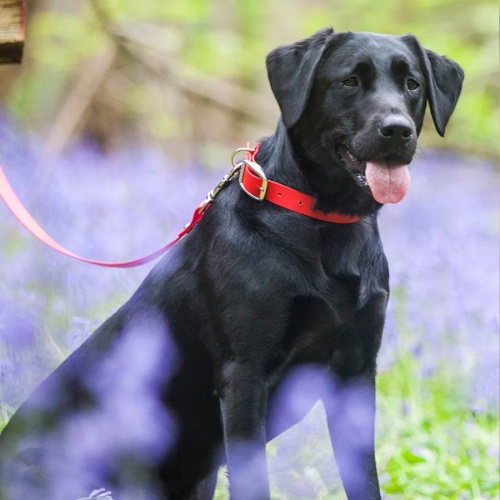 Biothane Waterproof Dog Collar - Red