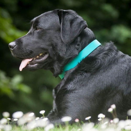 Biothane Waterproof Dog Collar - Teal